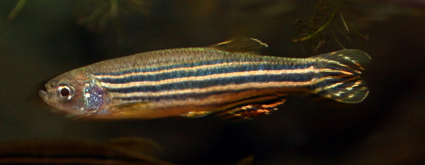A small zebra fish swims